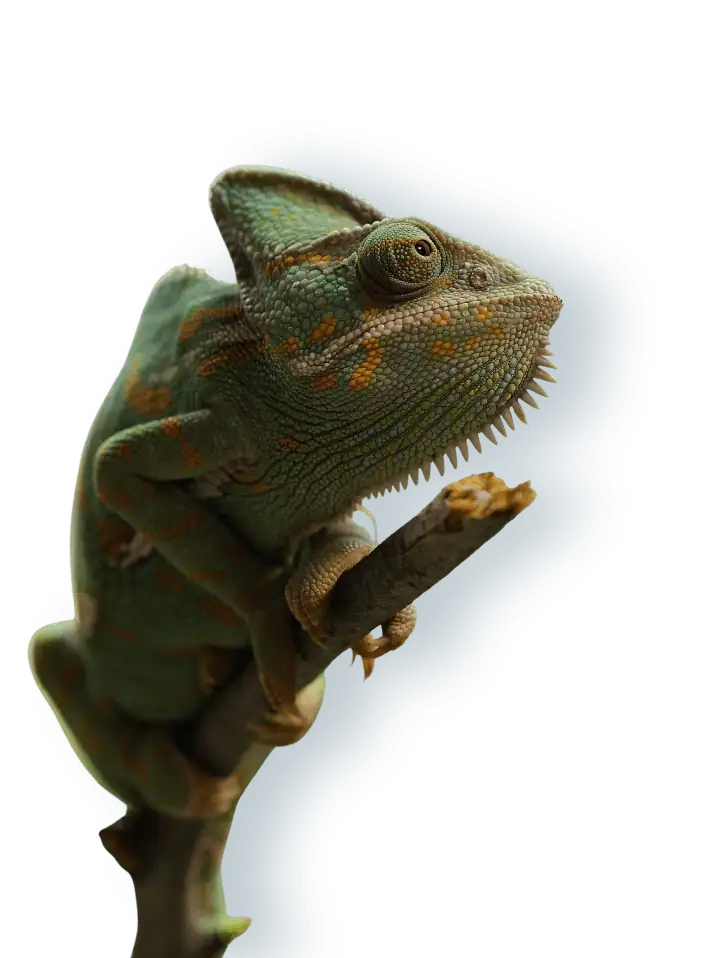 Chameleon image.
